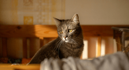 Aosom Multi-Cat Stability Cat Tree